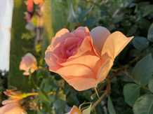 Rose - Royal Estelle Plant’n’Relax 